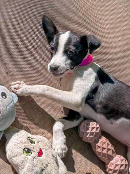 Terrier Dogs Available for Adoption in Fresno, California - BABY TIA  | PetCurious