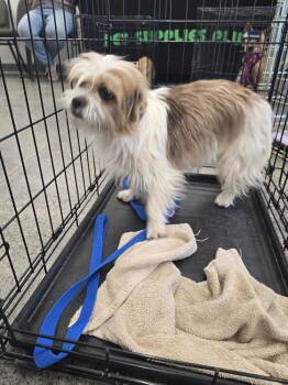 Shih Tzu Dogs Available for Adoption in Albuquerque, New Mexico - Biscuit | PetCurious