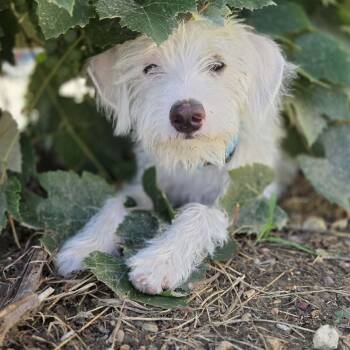 FINN (fka FEN) -  Terrier Dog for Adoption in Loveland, Colorado - FINN (fka FEN) | PetCurious