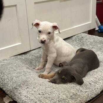 Piglet -  Terrier Dog for Adoption in Plainfield, Illinois - Piglet | PetCurious