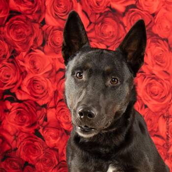 Dana/Koda -  Pit Bull Terrier and Shepherd Dog for Adoption in Yucaipa, California - Dana/Koda | PetCurious
