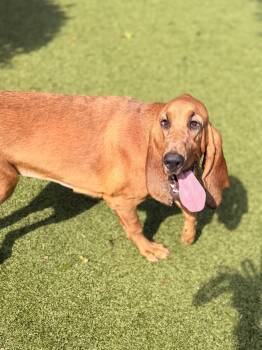 Dolly -  Bloodhound Dog for Adoption in Hilton Head Island, South Carolina - Dolly | PetCurious
