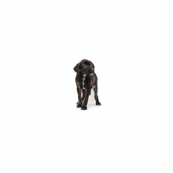 MacAllister -  Border Collie and Mixed Breed Dog for Adoption in Los Angeles, California - MacAllister | PetCurious