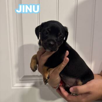 Rescue Pug and Mixed Breed Dogs for Adoption in San Antonio, Texas - Jinu | PetCurious