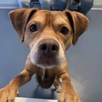 Beagle and Hound Dogs Available for Adoption - Cooper | PetCurious