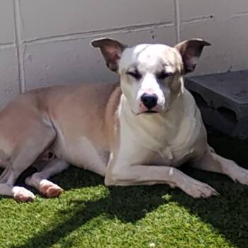 Mixed Breed Dogs Available for Adoption in Loxahatchee Groves, Florida - Groot 5991 | PetCurious