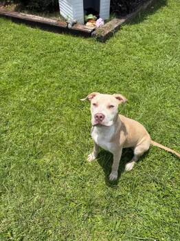 Bailey -  Mixed Breed Dog for Adoption in Metter, Georgia - Bailey | PetCurious