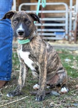 Rescue Boxer and Labrador Retriever Dogs for Adoption in Malvern, Pennsylvania - Daisy | PetCurious