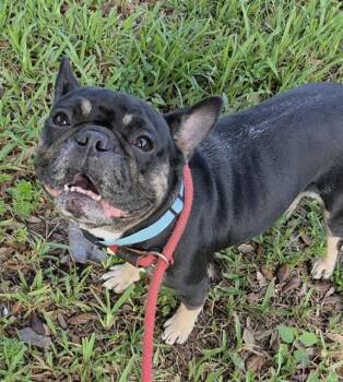 DAISY -  French Bulldog Dog for Adoption in Fort Lauderdale, Florida - DAISY | PetCurious