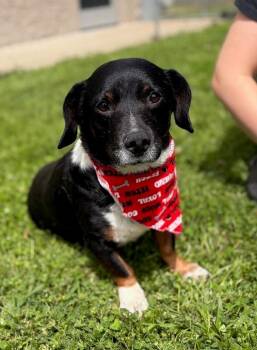 Corgi and Basset Hound Dogs Available for Adoption in Fayetteville, Arkansas - Holstein  | PetCurious