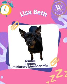 Miniature Pinscher Dogs Available for Adoption in Watauga, Texas - Lisa Beth | PetCurious