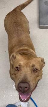 Pit Bull Terrier Dogs Available for Adoption - Zadie | PetCurious