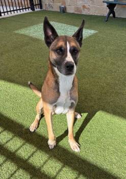 Belgian Shepherd Malinois Dogs Available for Adoption in Seguin, Texas - Chevy | PetCurious