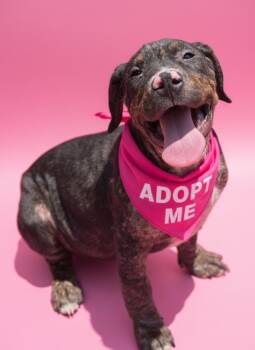 Morocco- ADOPT Me -  Mastiff and Pit Bull Terrier Dog for Adoption in Redondo Beach, California - Morocco- ADOPT Me | PetCurious