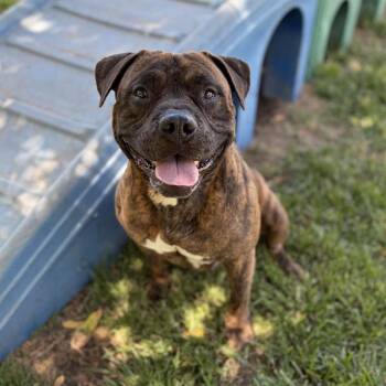 OBERON -  Pit Bull Terrier and Mixed Breed Dog for Adoption in Modesto, California - OBERON | PetCurious