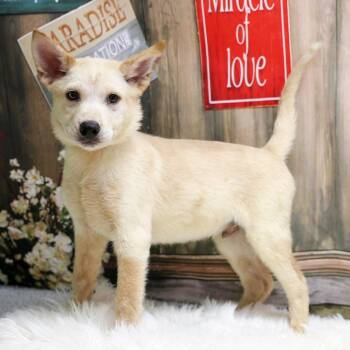Sunny -  Mixed Breed and Husky Dog for Adoption in Casa Grande, Arizona - Sunny | PetCurious