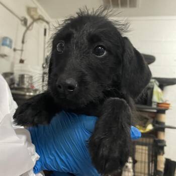 Terrier Dogs Available for Adoption in Edinburg, Texas - Hensley | PetCurious