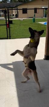 Lily -  Shepherd Dog for Adoption in Lakeland, Florida - Lily | PetCurious