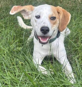 Bubby -  Australian Shepherd and Coonhound Dog for Adoption in Richmond, Virginia - Bubby | PetCurious