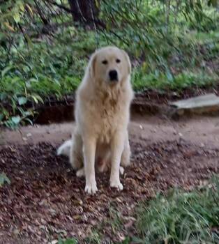 Rescue Great Pyrenees and Maremma Sheepdog Dogs for Adoption in Mouth Of Wilson, Virginia - Bolt | PetCurious