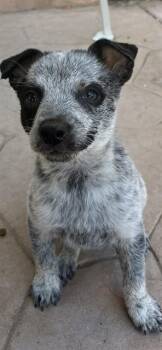 RASPADO -  Australian Cattle Dog Blue Heeler and Mixed Breed Dog for Adoption in Riverside, California - RASPADO | PetCurious