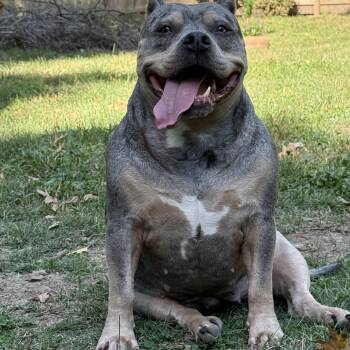 Domino CL -  Pit Bull Terrier Dog for Adoption in Kansas City, Missouri - Domino CL | PetCurious