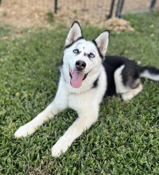 Siberian Husky Dogs Available for Adoption in Gulfport, Mississippi - Amerie | PetCurious