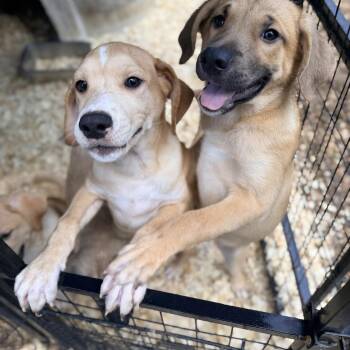 ASTRID -  Great Pyrenees and Shepherd Dog Available for Adoption in Fosters, Alabama - ASTRID | PetCurious