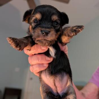 Tia Beanie -  Shih Tzu Dog for Adoption in Hollister, Florida - Tia Beanie | PetCurious
