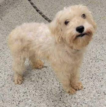 Angelina -  Schnauzer and Mixed Breed Dog for Adoption in Kansas City, Missouri - Angelina | PetCurious