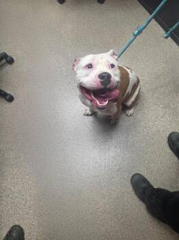 Fiona -  English Bulldog Dog for Adoption in Troy, Ohio - Fiona | PetCurious