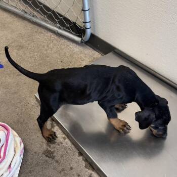 110754 -  Mixed Breed Dog for Adoption in Las Cruces, New Mexico - 110754 | PetCurious