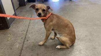 SUNNY -  Chihuahua Dog for Adoption in Ontario, California - SUNNY | PetCurious