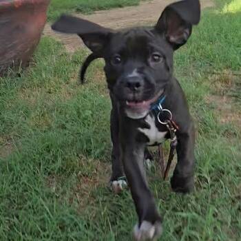 Cleetus -  Mastiff and Labrador Retriever Dog for Adoption in Springfield, Missouri - Cleetus | PetCurious