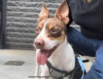 Max -  Jack Russell Terrier and Chihuahua Dog for Adoption in New York, New York - Max | PetCurious