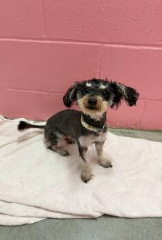 Mertyl -  Poodle Dog for Adoption in Sanford, North Carolina - Mertyl | PetCurious