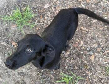 Claire -  Husky and Mixed Breed Dog for Adoption in Conway, South Carolina - Claire | PetCurious