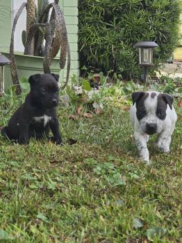 Boxer Dogs Available for Adoption - Zoey | PetCurious