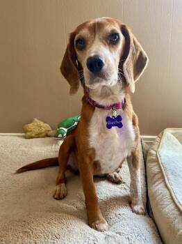 Rescue Beagle Dogs for Adoption in Glastonbury, Connecticut - Blanche | PetCurious