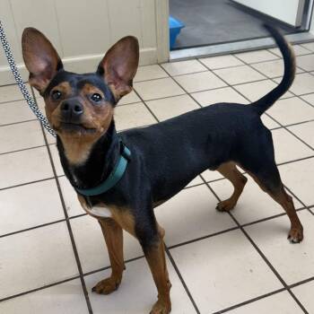 Miniature Pinscher Dogs Available for Adoption - Titus | PetCurious