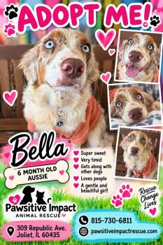 Bella -  Australian Cattle Dog Blue Heeler Dog for Adoption in Shorewood, Illinois - Bella | PetCurious