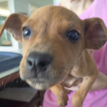 Rachel -  Black Mouth Cur and Boxer Dog Available for Adoption in Clarksdale, Mississippi - Rachel | PetCurious