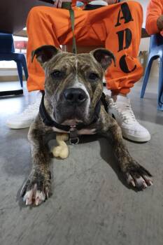Kevin (KB) -  Boxer and American Staffordshire Terrier Dog for Adoption in Chandler, Arizona - Kevin (KB) | PetCurious