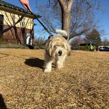 Shih Tzu Dogs Available for Adoption - Gelato | PetCurious