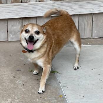 Chihuahua and Mixed Breed Dogs Available for Adoption in Tulsa, Oklahoma - Lil Boy | PetCurious