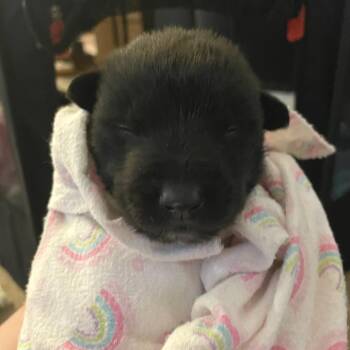 Mixed Breed Dogs Available for Adoption - Romulus The Righteous | PetCurious