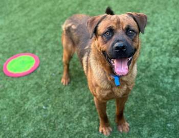 Rescue Shepherd and Rottweiler Dogs for Adoption in San Marcos, California - URGENT! SAVE ME PLEASE! Bruin ID#A545962 | PetCurious
