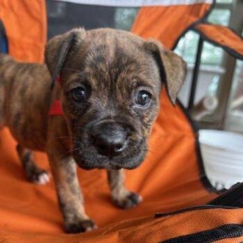 Nimbus -  Mixed Breed Dog Available for Adoption in Austin, Texas - Nimbus | PetCurious