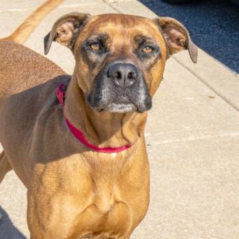 OLIVIA -  German Shepherd Dog and Great Dane Dog for Adoption in St. Louis, Missouri - OLIVIA | PetCurious