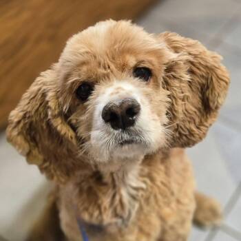 Cocker Spaniel and Mixed Breed Dogs Available for Adoption - Morgan | PetCurious